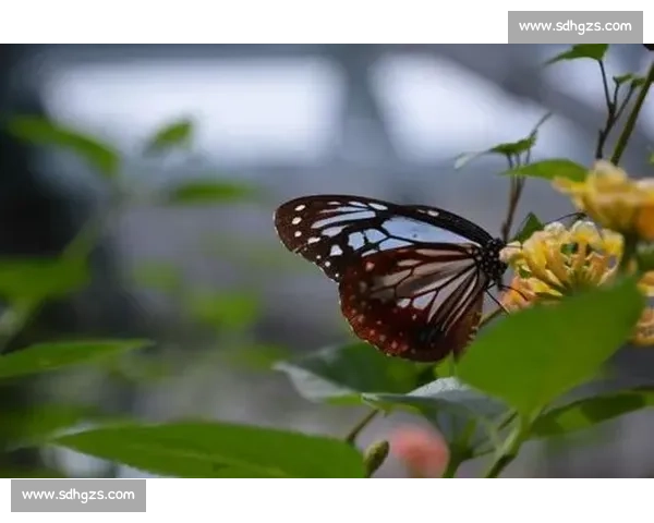 破茧成蝶：在磕碰中淬炼生命的韧性